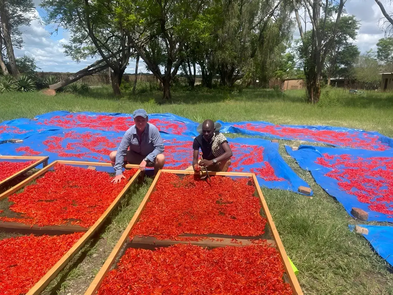 Drying Chillies