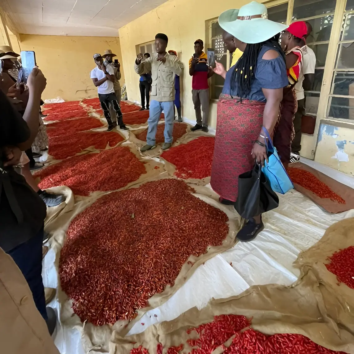 Grading Your Chillies