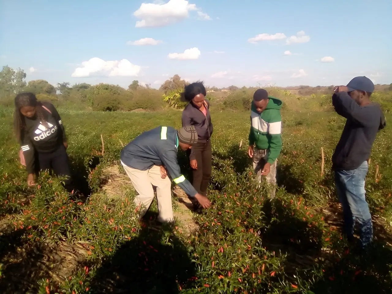 Harvesting Chillies